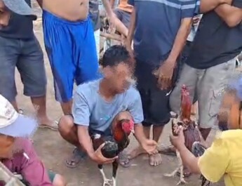 Sabung Ayam Jalan Sentiong Disorot, diduga Polsek Teluknaga Tutup Mata